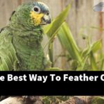 What Is The Best Way To Feather Out A Quilt?