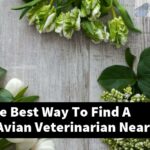 What Is The Best Way To Find A Qualified Avian Veterinarian Near Me?