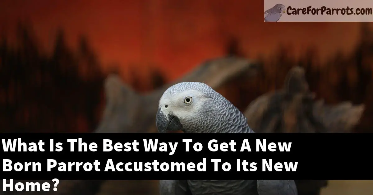 What Is The Best Way To Get A New Born Parrot Accustomed To Its New Home?