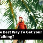 What Is The Best Way To Get Your Lovebird Talking?