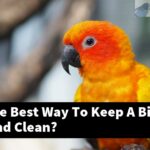 What Is The Best Way To Keep A Bird Perch Stand Clean?