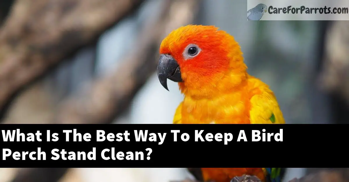 What Is The Best Way To Keep A Bird Perch Stand Clean?