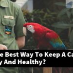 What Is The Best Way To Keep A Cage Bird Happy And Healthy?
