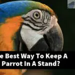 What Is The Best Way To Keep A Manzanita Parrot In A Stand?