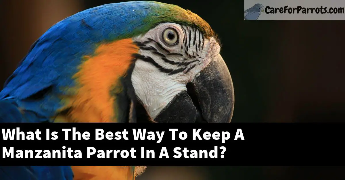 What Is The Best Way To Keep A Manzanita Parrot In A Stand?