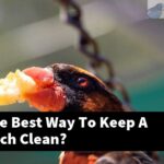 What Is The Best Way To Keep A Parrot Perch Clean?