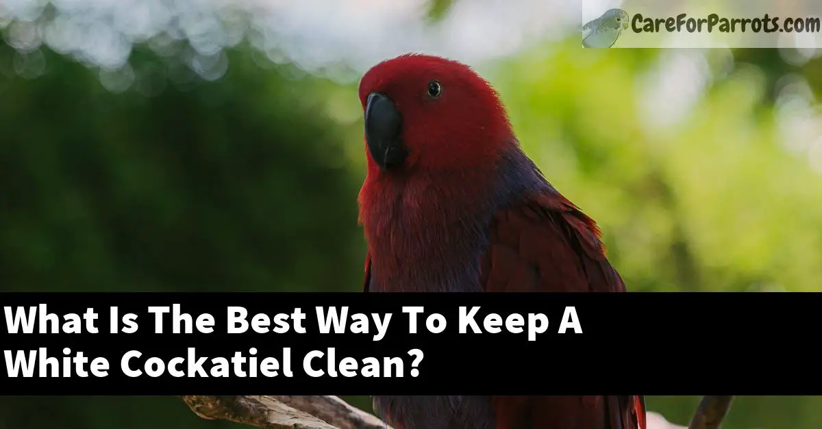 What Is The Best Way To Keep A White Cockatiel Clean?