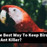 What Is The Best Way To Keep Birds Safe From Ant Killer?