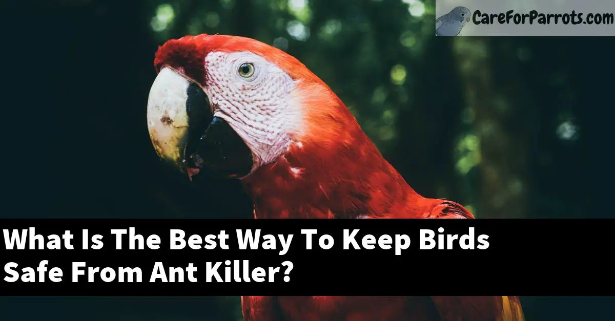 What Is The Best Way To Keep Birds Safe From Ant Killer?