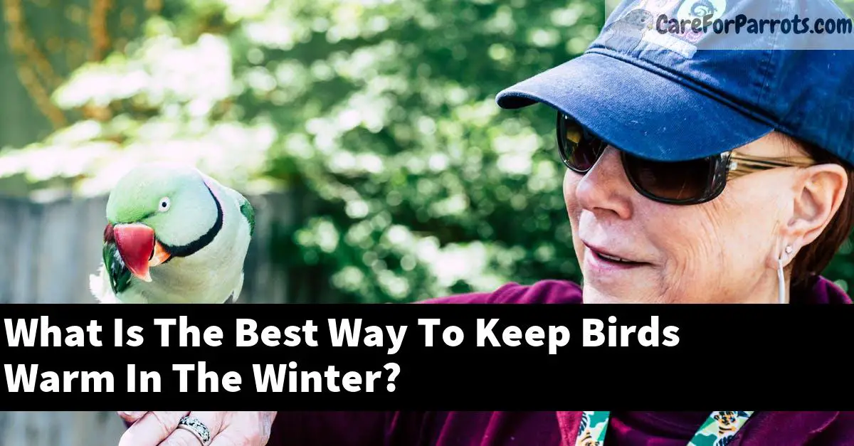 What Is The Best Way To Keep Birds Warm In The Winter?