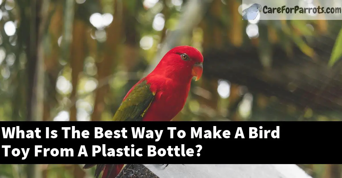 What Is The Best Way To Make A Bird Toy From A Plastic Bottle?