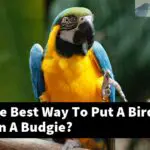 What Is The Best Way To Put A Bird Harness On A Budgie?