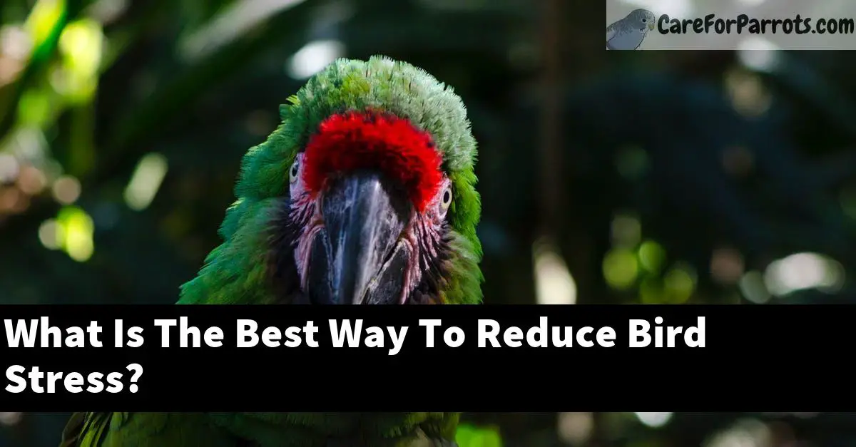 What Is The Best Way To Reduce Bird Stress?