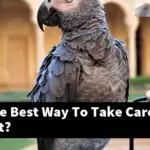 What Is The Best Way To Take Care Of A Parrot?
