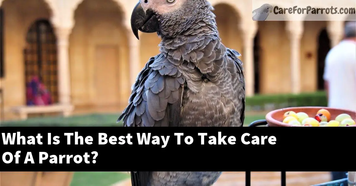 What Is The Best Way To Take Care Of A Parrot?