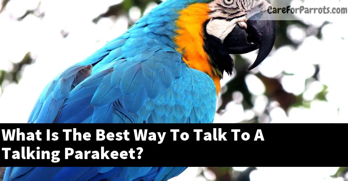 What Is The Best Way To Talk To A Talking Parakeet?