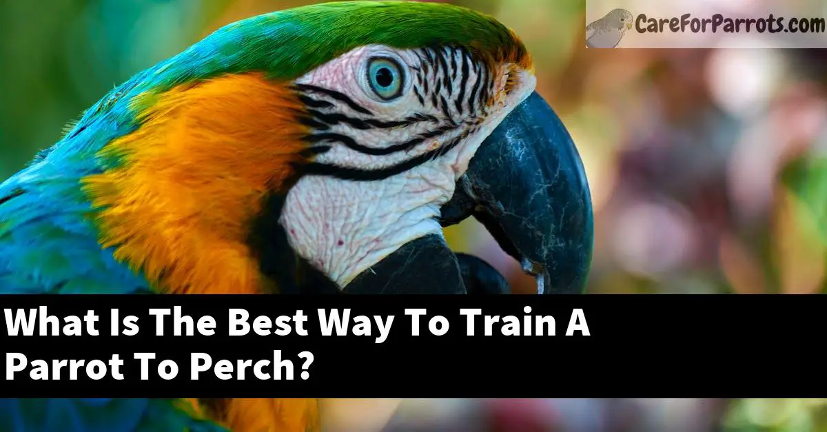 What Is The Best Way To Train A Parrot To Perch?