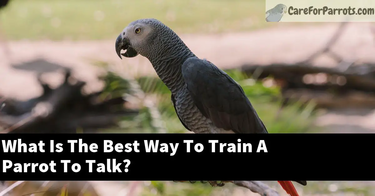 What Is The Best Way To Train A Parrot To Talk?
