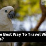 What Is The Best Way To Travel With A Bird Cage?