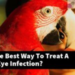What Is The Best Way To Treat A Budgie'S Eye Infection?