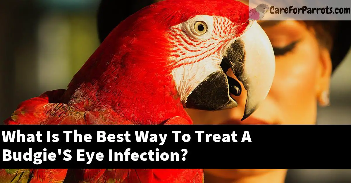 What Is The Best Way To Treat A Budgie'S Eye Infection?