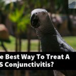 What Is The Best Way To Treat A Cockatiel'S Conjunctivitis?