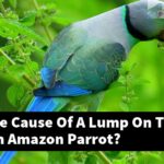What Is The Cause Of A Lump On The Head Of An Amazon Parrot?
