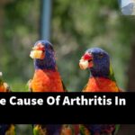 What Is The Cause Of Arthritis In Birds?