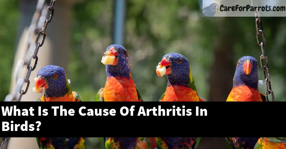 What Is The Cause Of Arthritis In Birds?