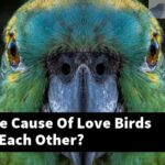 What Is The Cause Of Love Birds Attacking Each Other?
