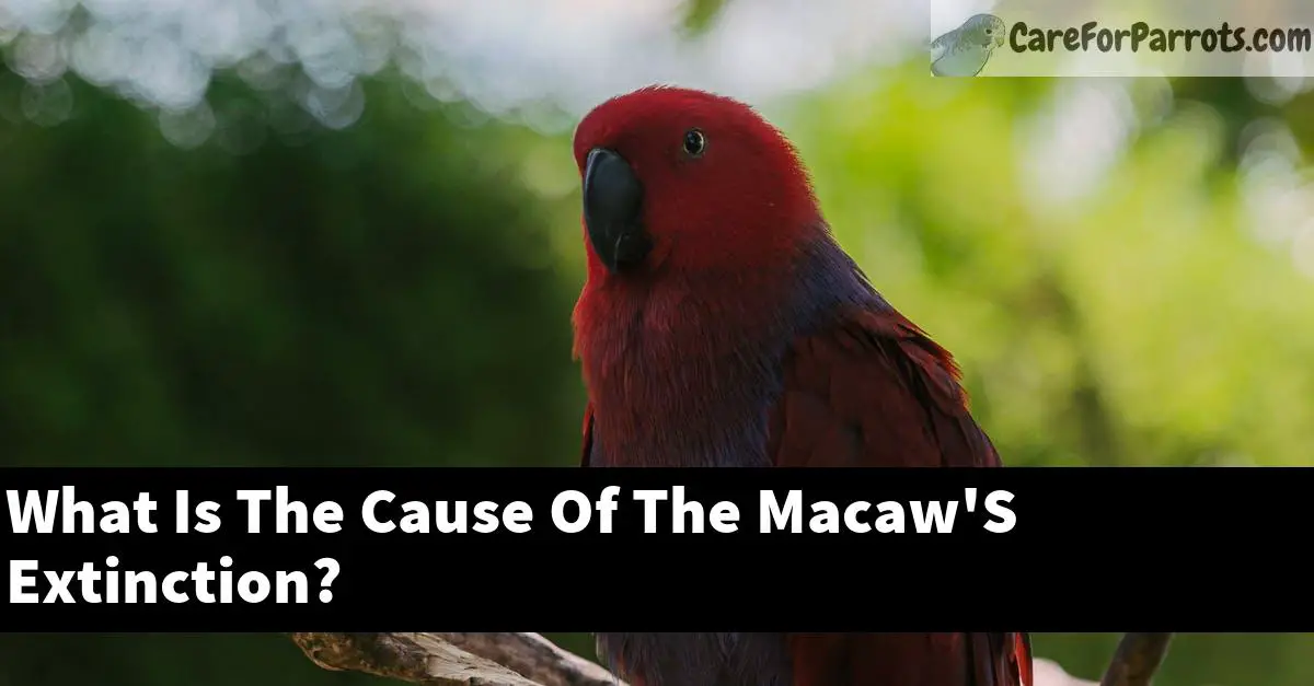 What Is The Cause Of The Macaw'S Extinction?