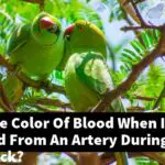 What Is The Color Of Blood When It Is Released From An Artery During A Heart Attack?