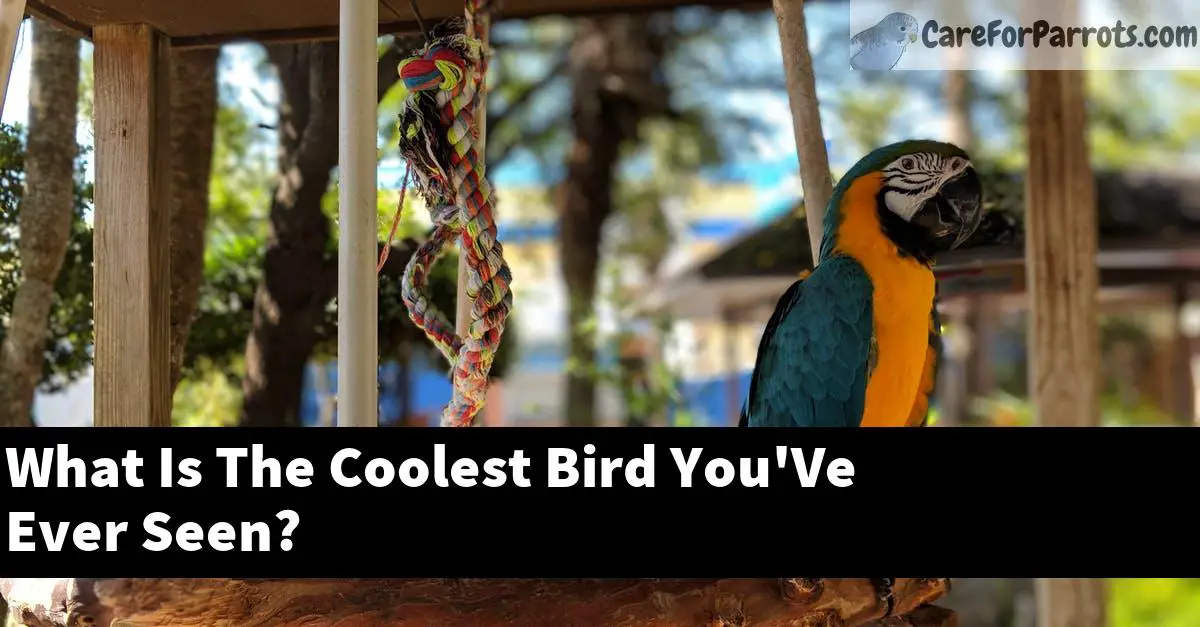 What Is The Coolest Bird You'Ve Ever Seen?