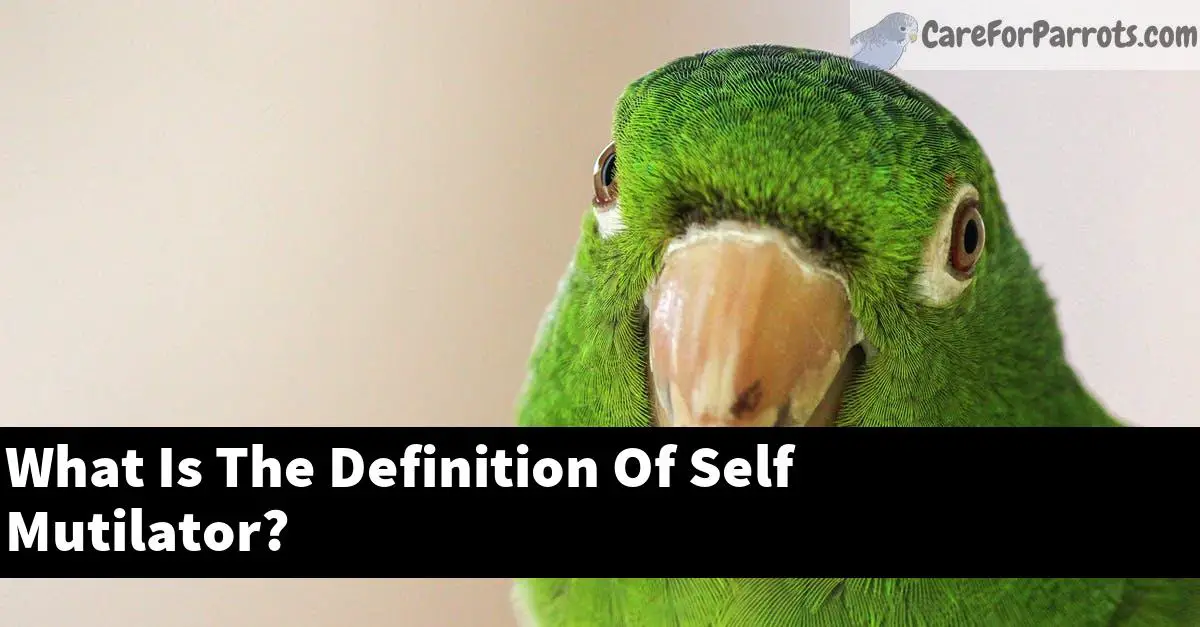 what-is-the-definition-of-self-mutilator-care-for-parrots