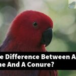 What Is The Difference Between A Alexandrine And A Conure?