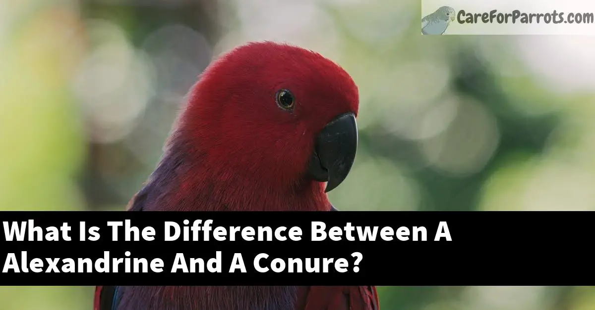 What Is The Difference Between A Alexandrine And A Conure?