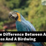 What Is The Difference Between A Bird Harness And A Birdwing Harness?