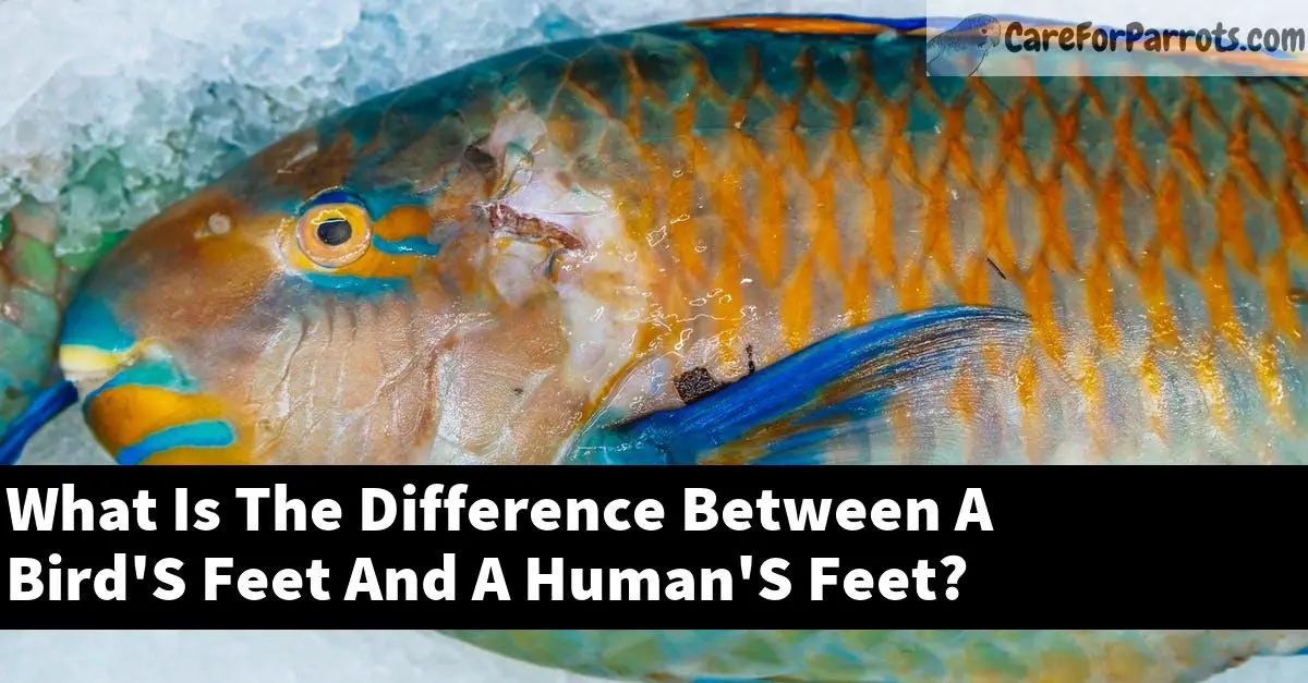 What Is The Difference Between A Bird'S Feet And A Human'S Feet?