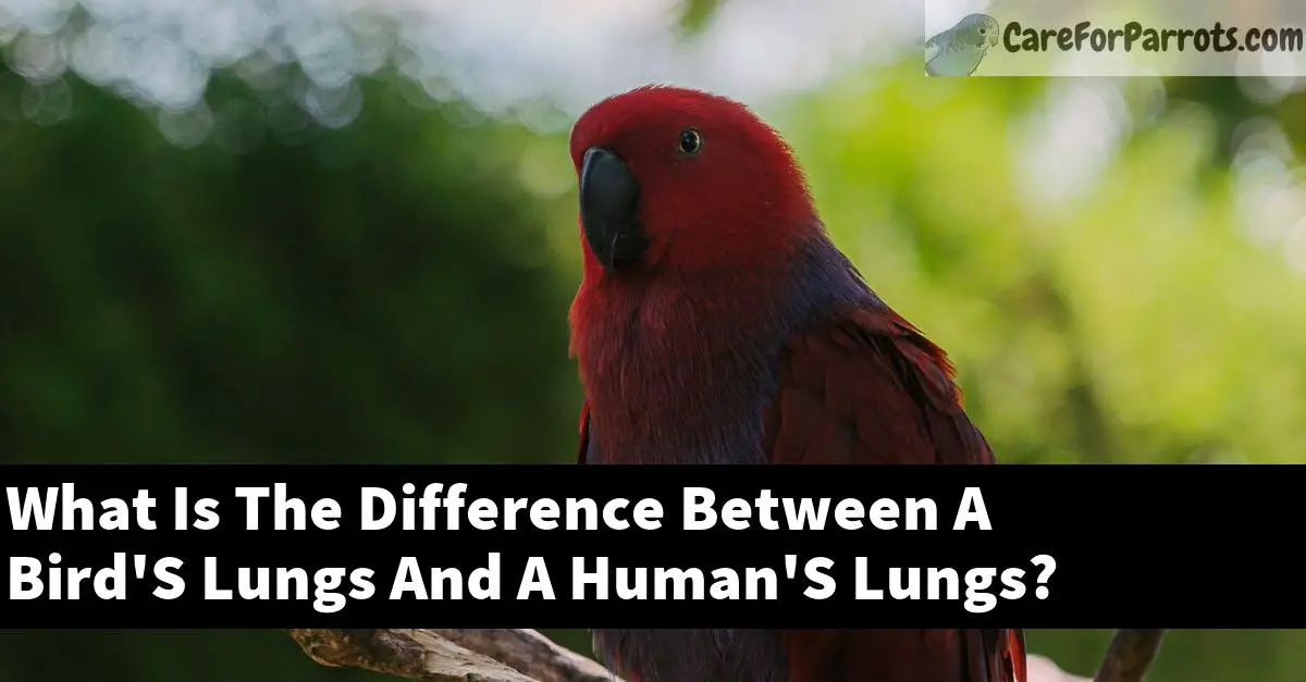 What Is The Difference Between A Bird'S Lungs And A Human'S Lungs?