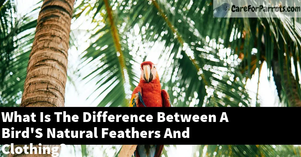 What Is The Difference Between A Bird'S Natural Feathers And Clothing?