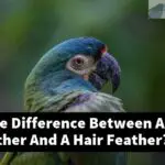 What Is The Difference Between A Blood Feather And A Hair Feather?