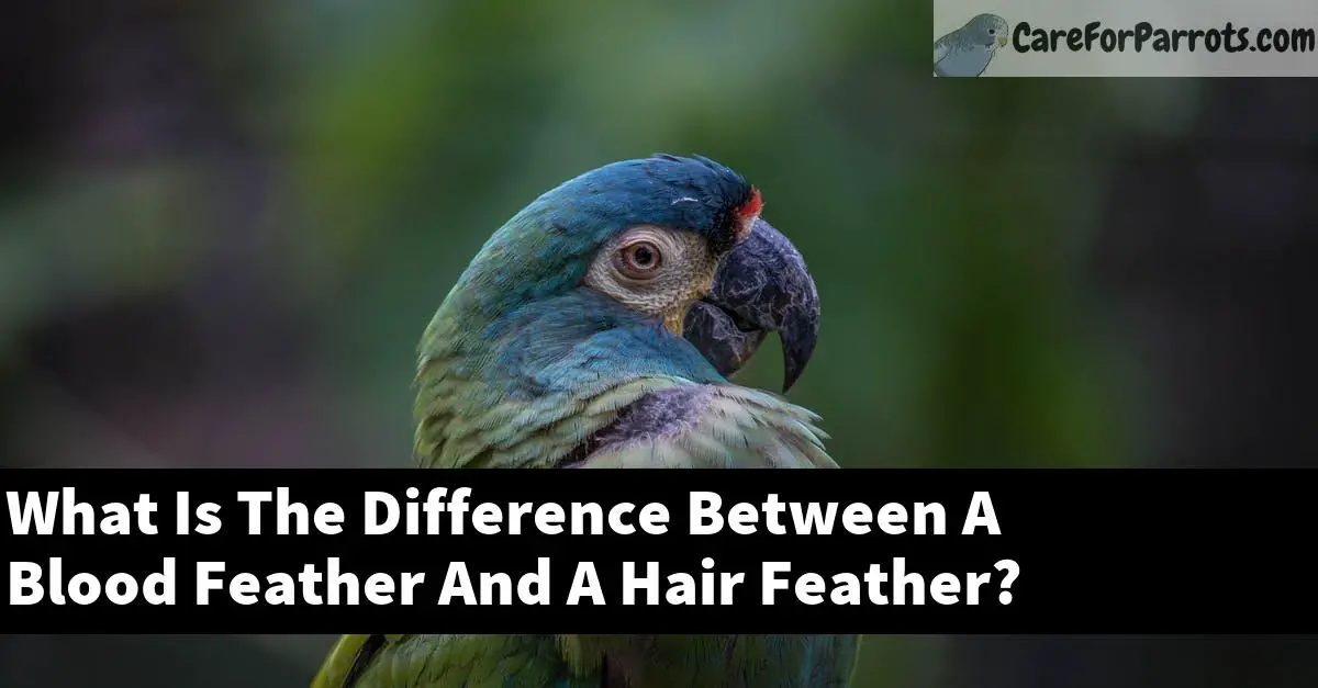 What Is The Difference Between A Blood Feather And A Hair Feather?