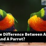 What Is The Difference Between A Lovebird And A Parrot?