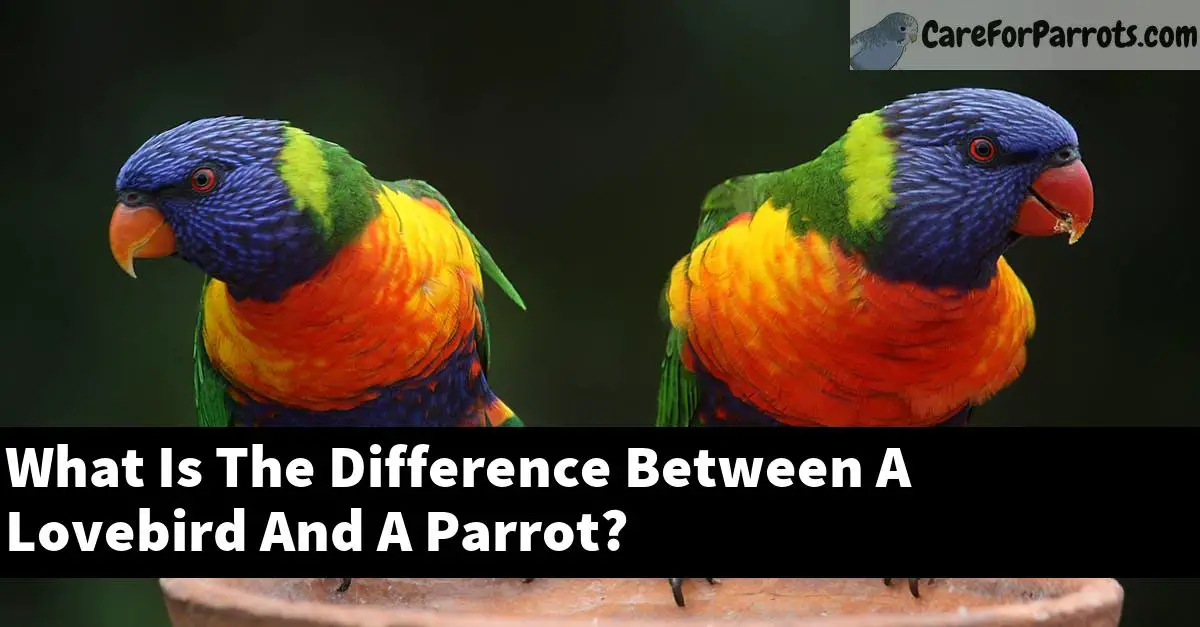 What Is The Difference Between A Lovebird And A Parrot?