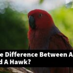 What Is The Difference Between A Macaw And A Hawk?
