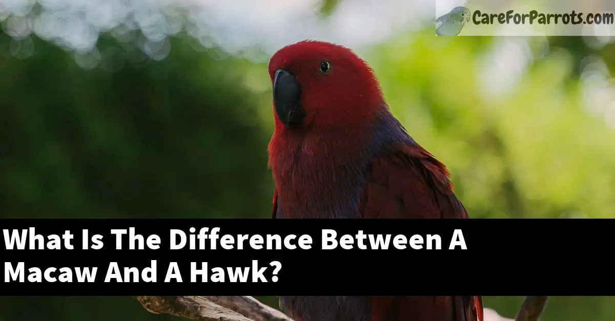 What Is The Difference Between A Macaw And A Hawk?