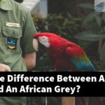 What Is The Difference Between A Macaw And An African Grey?