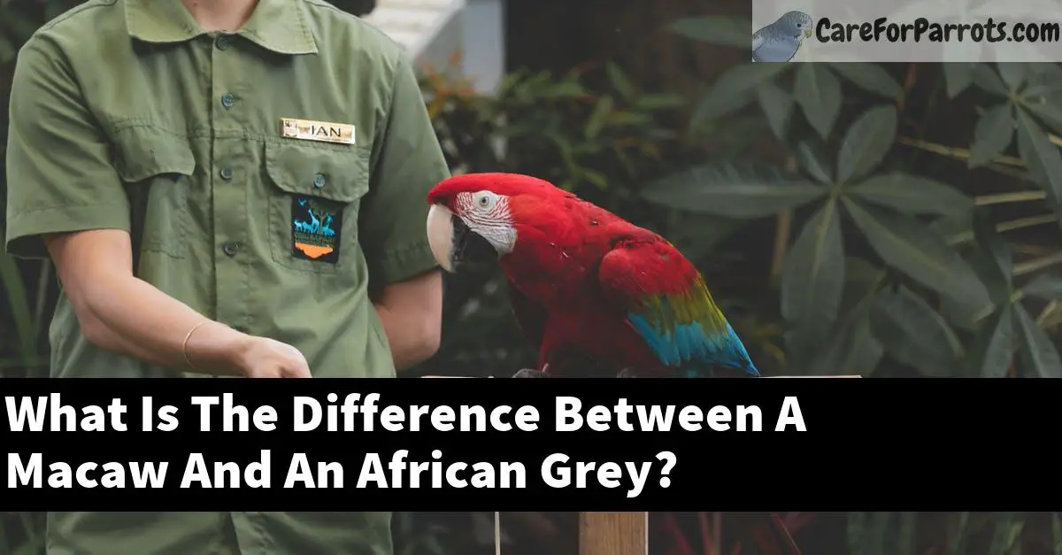 What Is The Difference Between A Macaw And An African Grey?