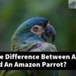 What Is The Difference Between A Macaw And An Amazon Parrot?