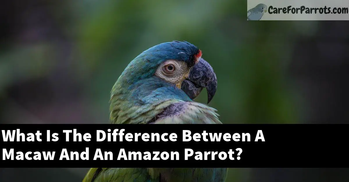 What Is The Difference Between A Macaw And An Amazon Parrot?